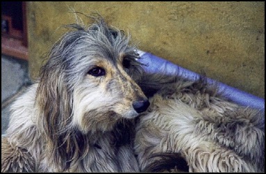 Female afghan hound - brindle